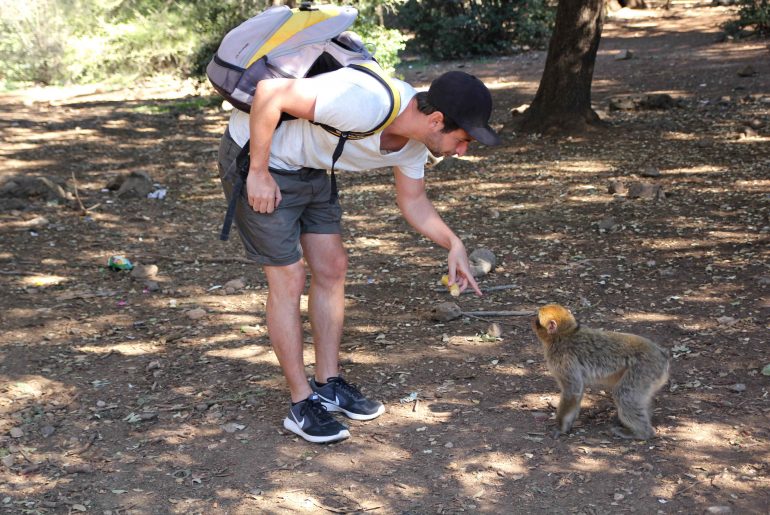 feeding monkeys with bananas,cedar forest, Middle Atlas,Azrou