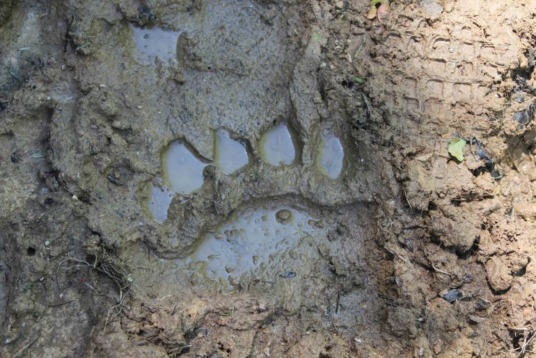 Bear tracks at the Biogradska Gora National Park