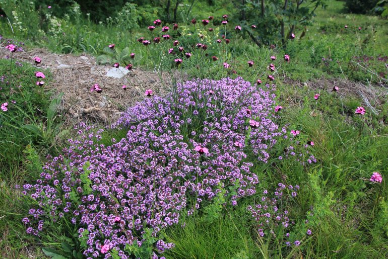 Flowers, Biogradska Gora, Lake, View, mountains