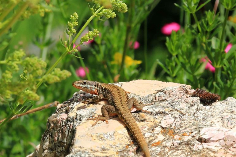 Flowers, Lizard, Biogradska Gora National Park, mountains