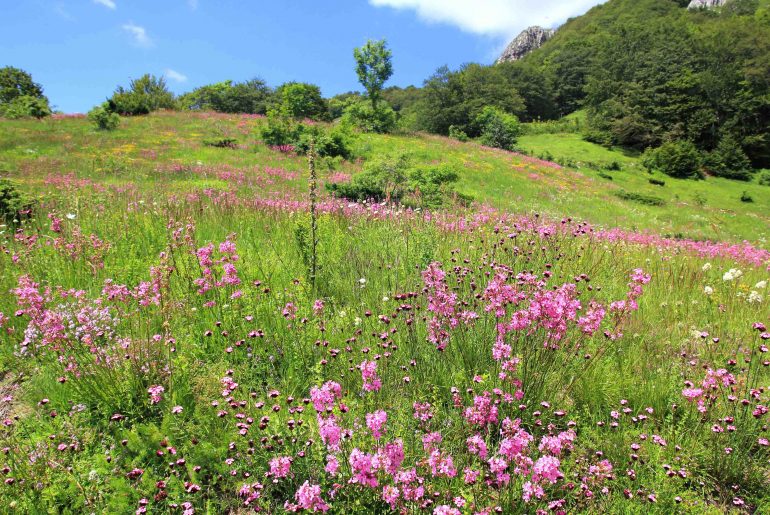 Flowers, Biogradska Gora National Park, mountain