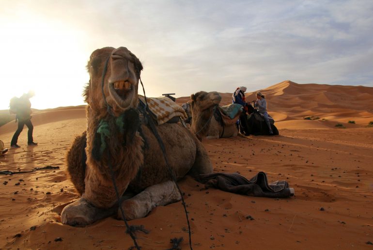 Merzouga, Sahara, Kamelreiten, Wüstentour