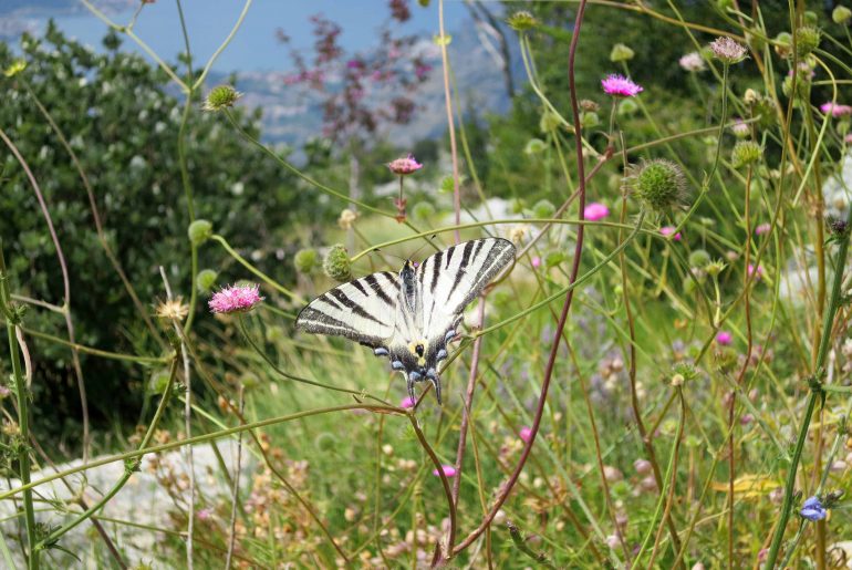 Lovcen, mountains, butterfly, nature