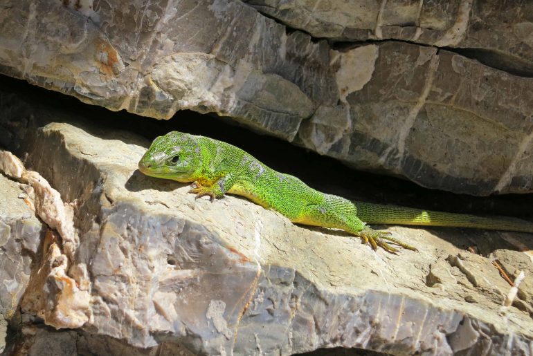 Lizard on the beach, nature, green reptile,