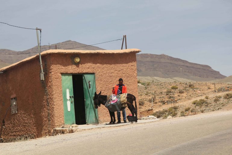 Dades Valley, donkey