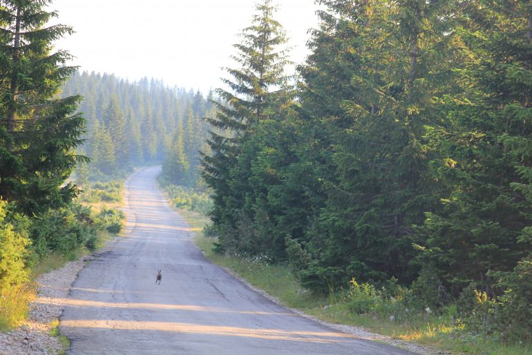 Zabljak, natur, national park, wildlife, rabbit on the road