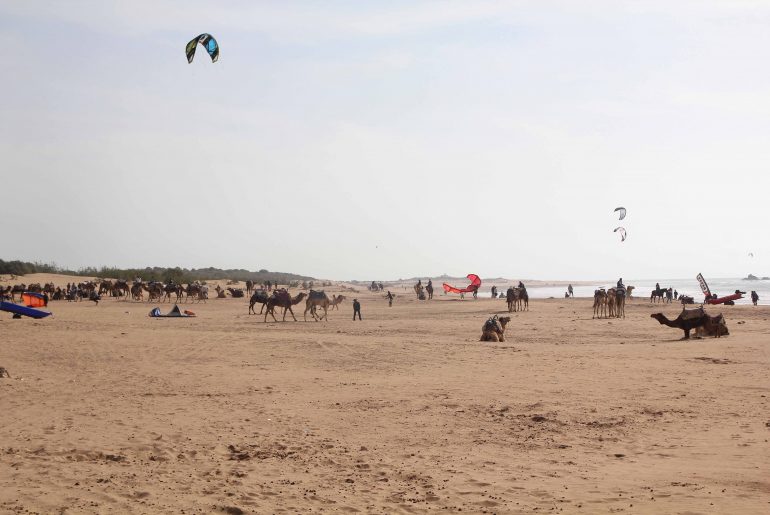 Essaouira Beach, Atlantic coast, kite surfing, camel ride