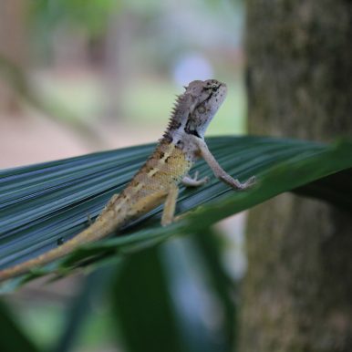 Parc national de Mu Koh Lanta ©Jürgen Reichenpfader