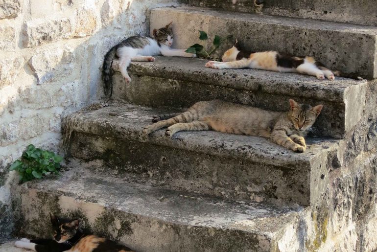 Kotor, cat, lovely cats, sightseeing