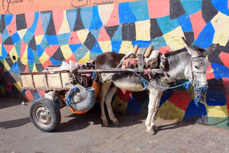 medina, old town, donkey, city trip, travel, morocco