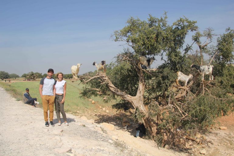 The tree goats near Marrakesh, 2 weeks road trip itinerary Morocco