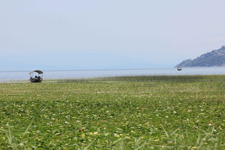 Virpazar, river, boat trip, nature, sight, lake, Skadersko Jerzero