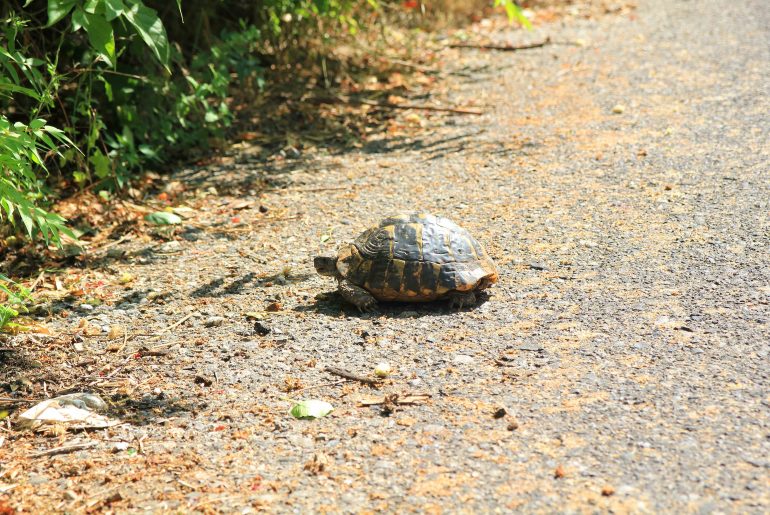 turtle, nature, Rijeka Crnojevica