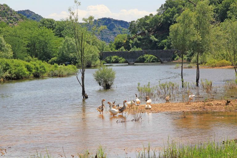 Skutarisee, Rijeka Crnojevica