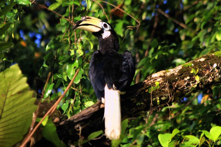 Sabah, birdwatching, hornbill, jungle trecking, boat trip, backpacking