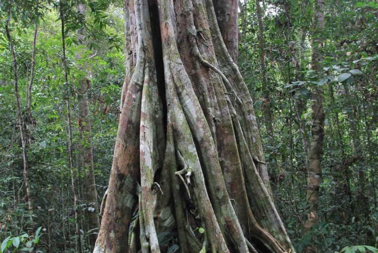 Borneo jungle