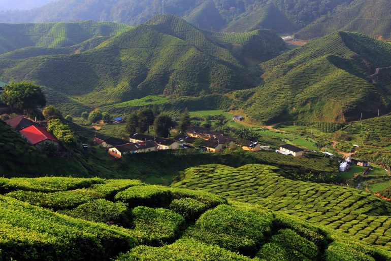 Cameron Highlands, Malaysia backpacking trip itinerary, Tea plantage