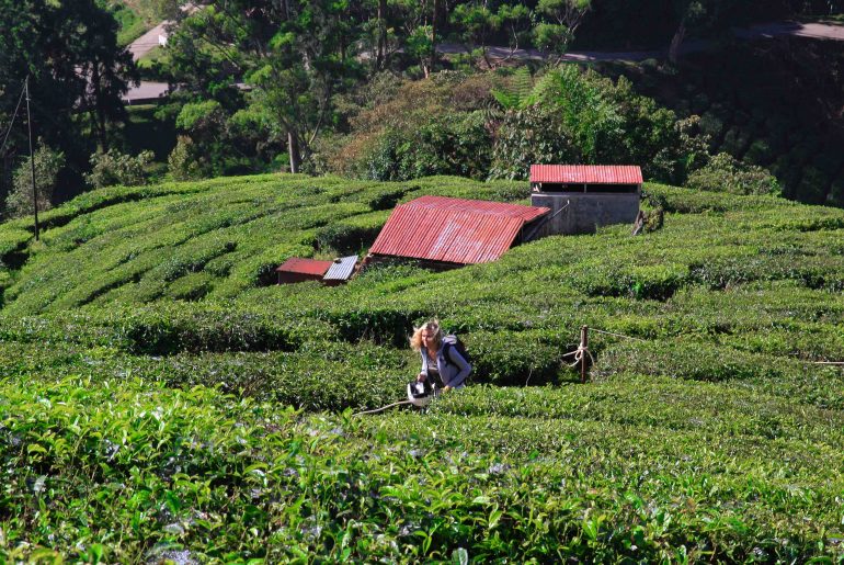 green tea, backpacking trip, plantage,