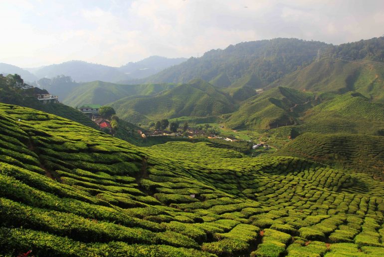 Cameron Highlands, Malaysia backpacking trip itinerary, Tea plantage