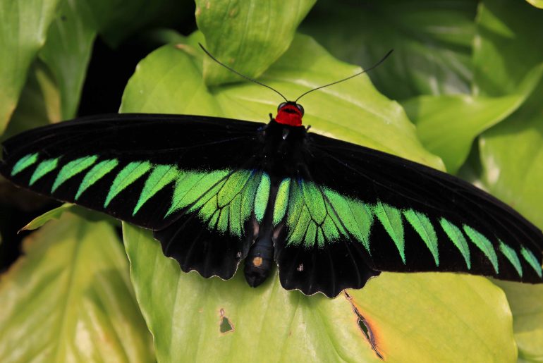 butterfly farm, excursion, tourist attraction, nature