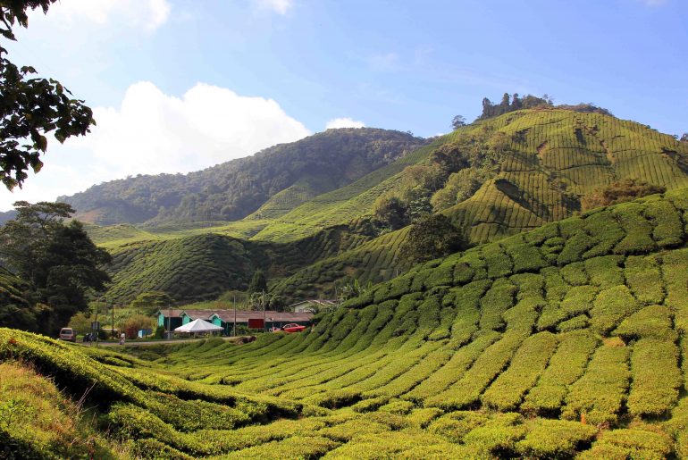 Cameron Highlands, Malaysia backpacking tripitinerary, Tea plantage