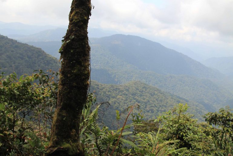 mossy forest, viewpoint, nature, jungle