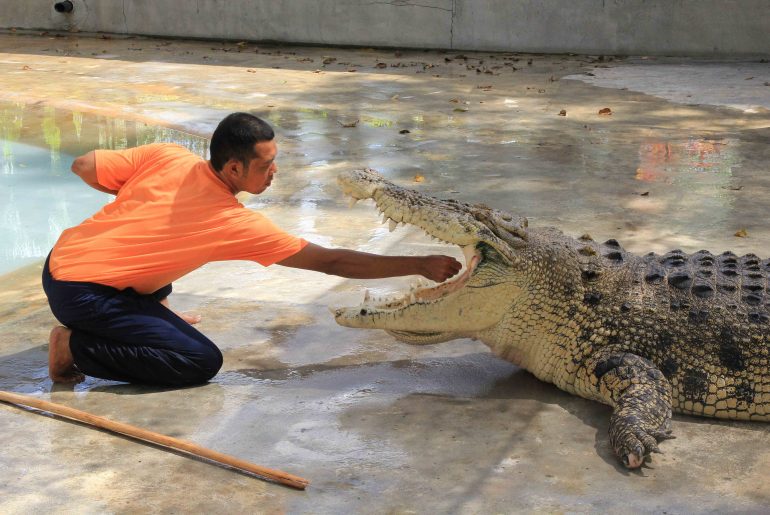 Crocodile Show, tourist attraction, Malaysia Backpacking