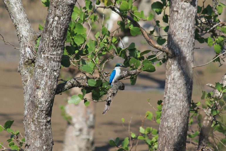 Eisvogel, Bako Nationalpark, Sarawak