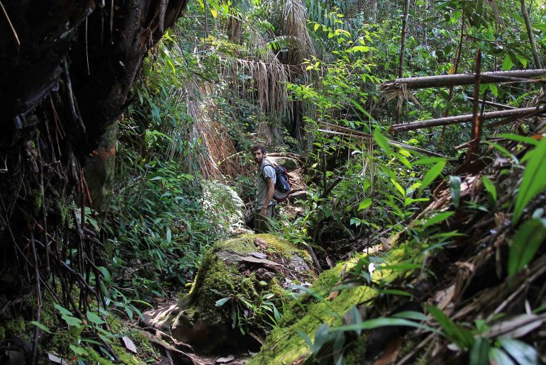 Regenwald, Bako Nationalpark