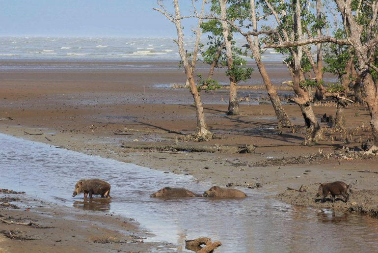 wild boars, nature, beach, wildlife, animals, jungle