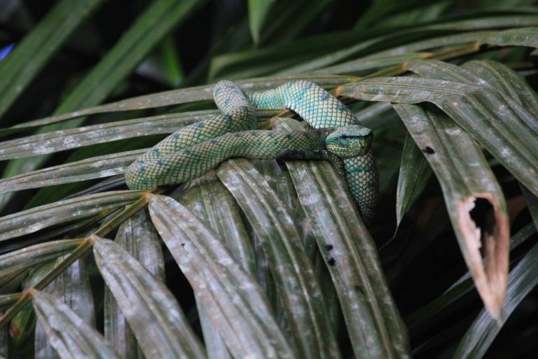 Schlangen, Malaysien