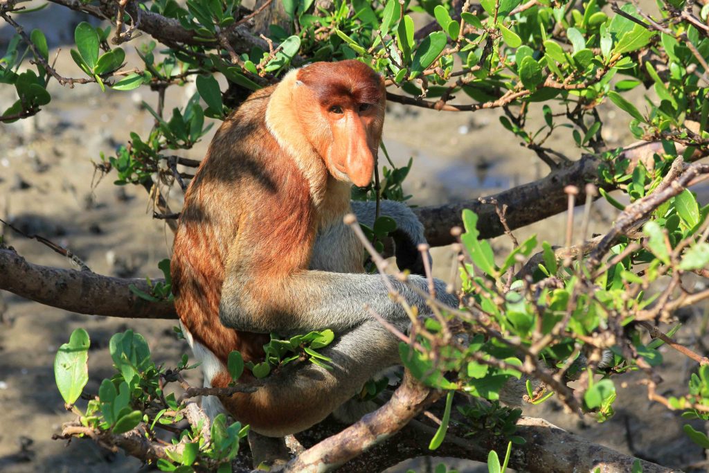 Sarawak, Wildlife, Long nosed monkey, jungle, National Park, Malaysia, Baku Park, monkey,