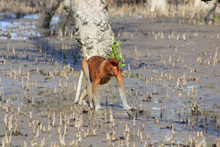 proboscis monkey, Malaysia, Sarawak, backpacking, travel, National park, beach, nature