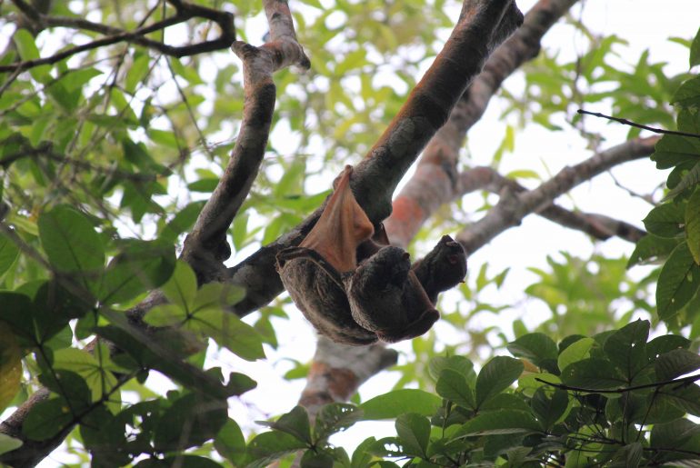 Flughunde im Bako Nationalpark, Borneo