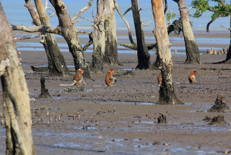 proboscis monkey, beach, wildlife, nature, Malaysia, Sarawak,