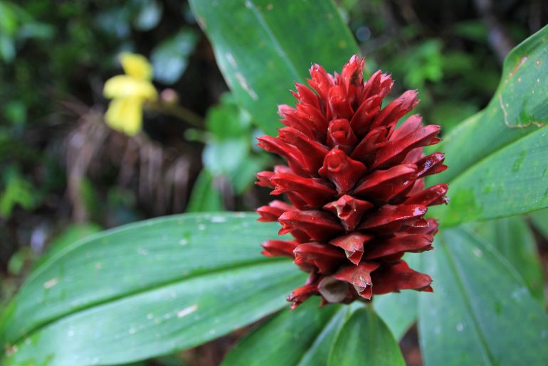 Jungle, flora, rainforest, red flower, nature, plants