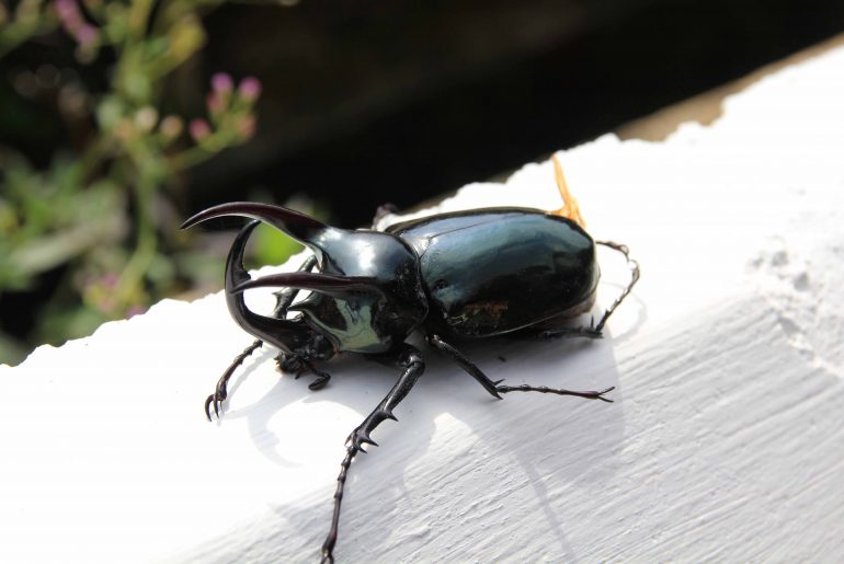 big bug, insects, Gunung Gading National Park, Jungle, Sarawak