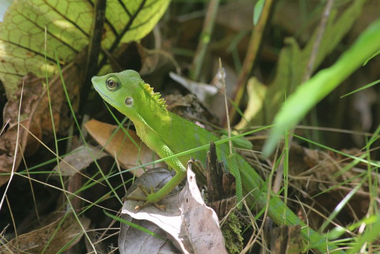 Malaysia, Gunung Gading National Park, jungle, wildlife, nature, Sarawak