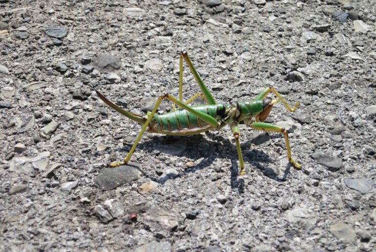 Montenegro, nature, insects, national park, tourist attraction