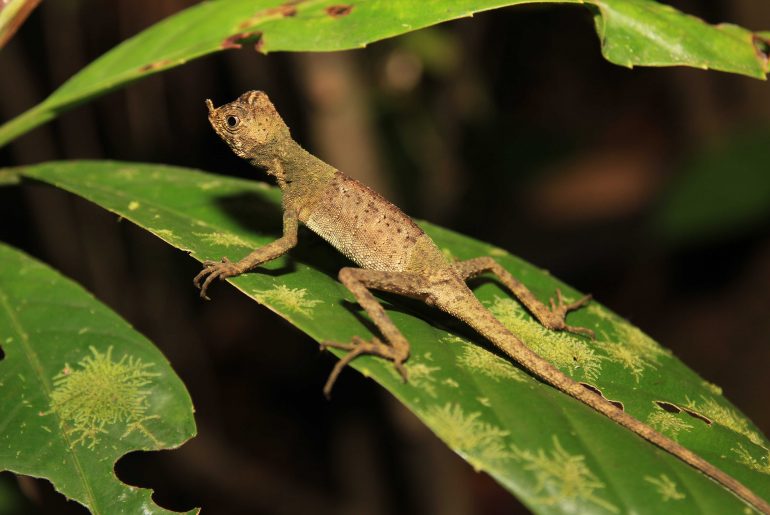 jungle night walk, rainforest, lizard, wildlife, jungle, sabah