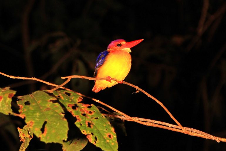 Kinabatangan, night walk