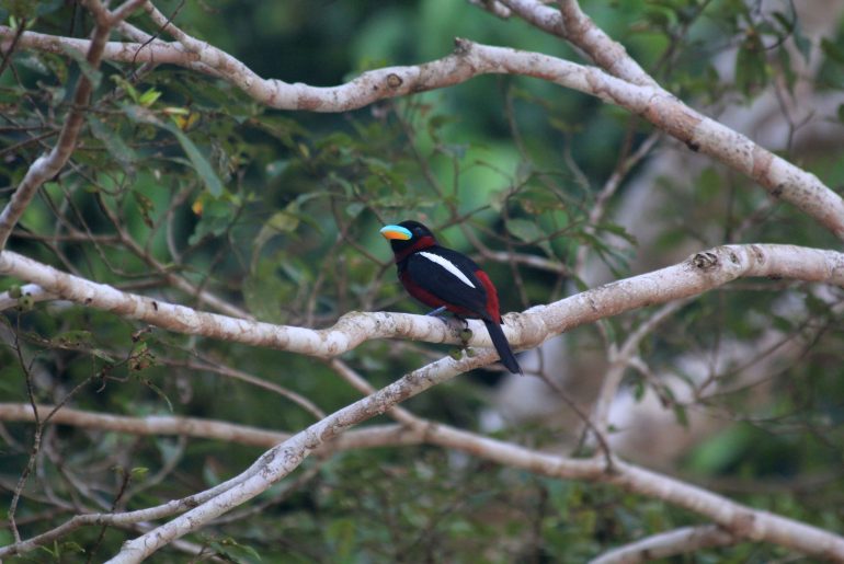 Kinabatangan River