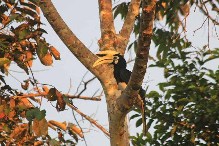 Hornvogel, Borneo Rundreise, Kinabatangan, Regenwald
