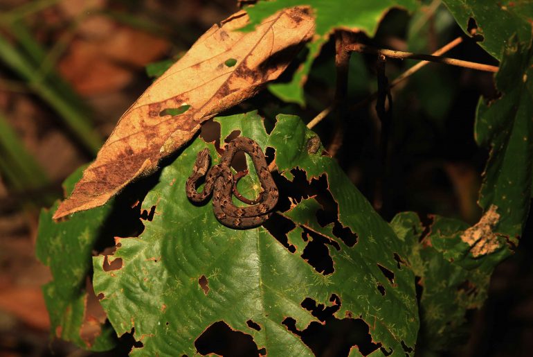 jungle night walk, rainforest, wildlife, jungle, sabah, small snake,
