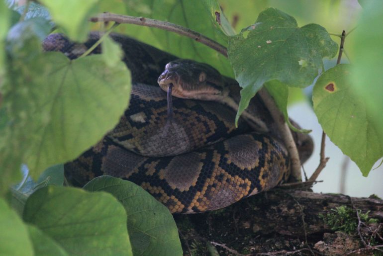 Kinabatangan River, Python