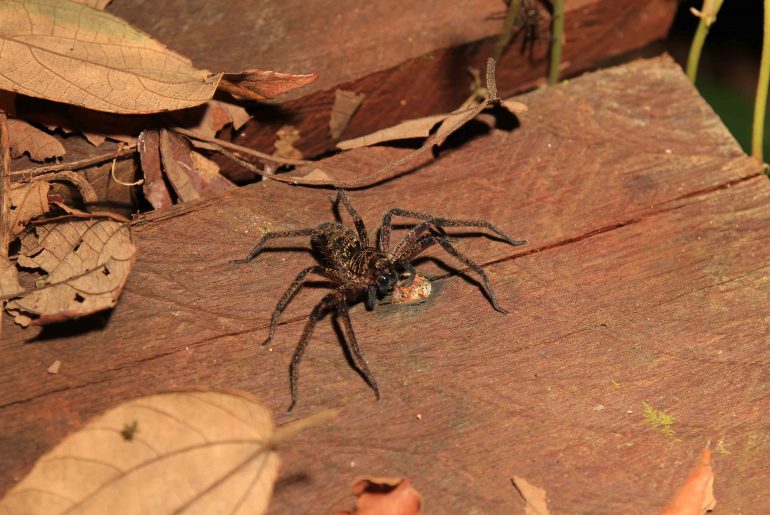 jungle night walk, rainforest, wildlife, jungle, sabah, spider