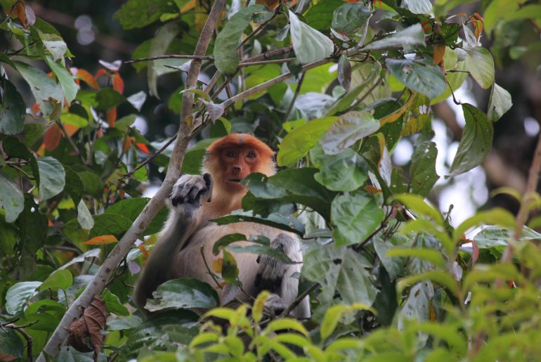 jungle, wildlife, monkeys, rainforest, sabah, nature, boat trip