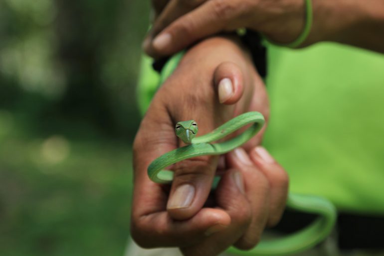 snake, green snake, Malaysia, wildlife, nature, rainforest, jungle,