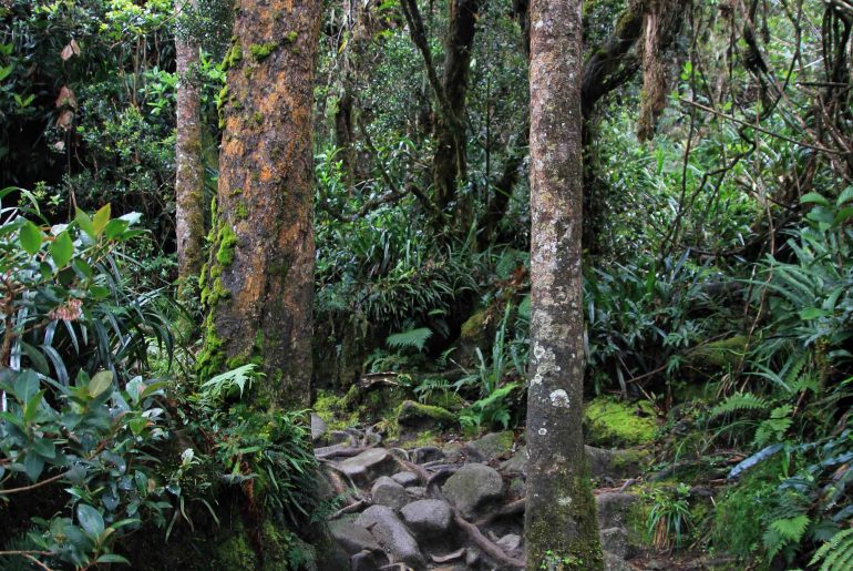 rainforest, mountain, jungle trail, hiking, sabah, malaysia
