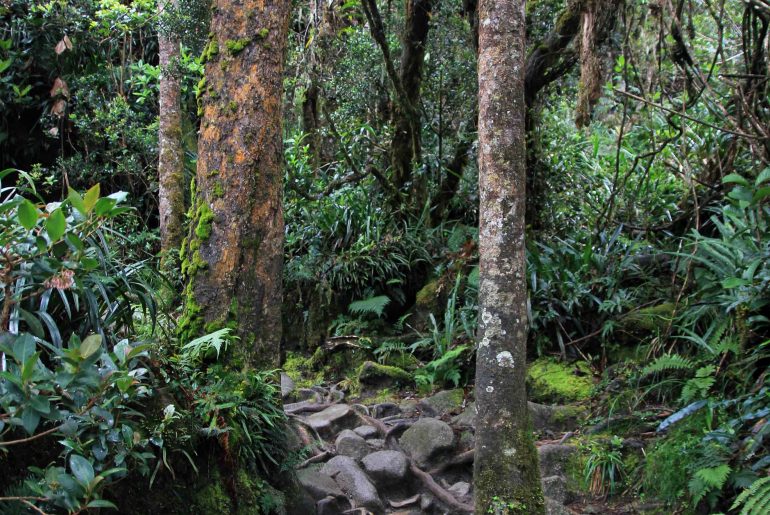 Mt. Kinabalu, Regenwald